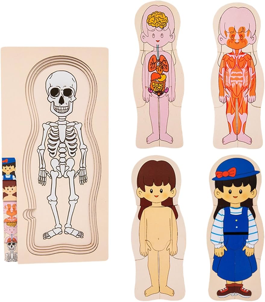 Amazon.co.jp: 人体木製パズル、子供向け人体パズル | 学習解剖学