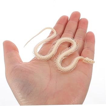 Amazon | SAFIGLE ヘビの骨格標本 動物の頭蓋骨の装飾 デスクト