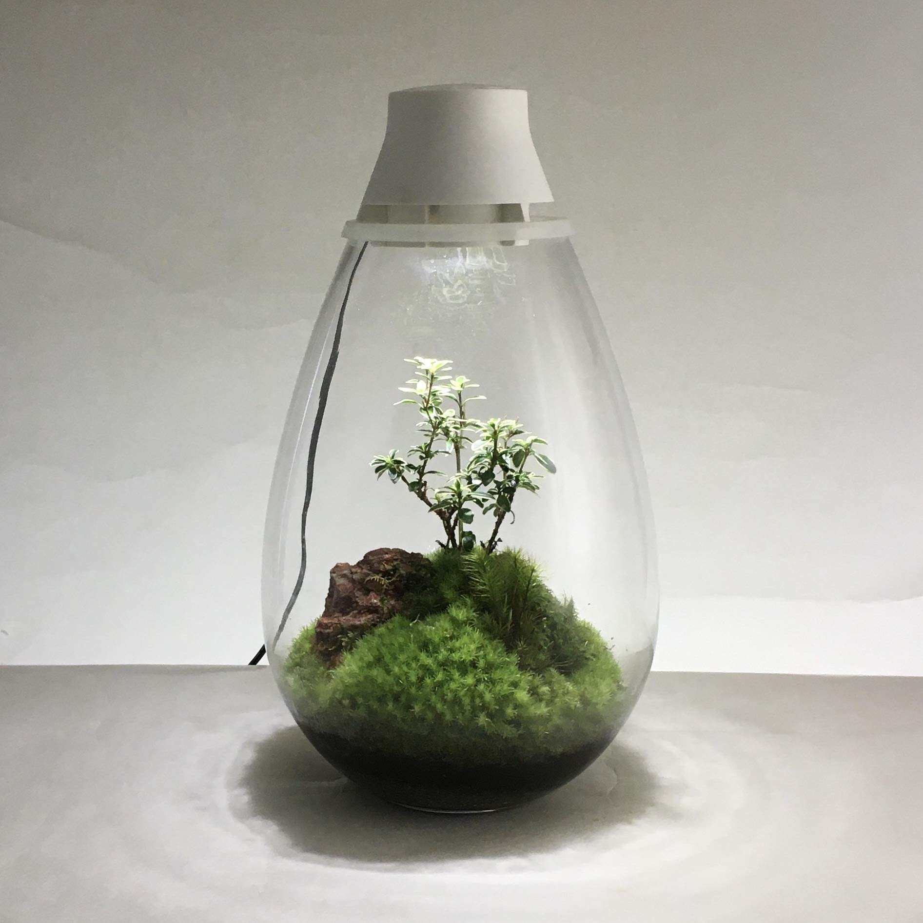 Amazon.co.jp: Mosslight-モスライト LED照明付苔テラリウム 日本製