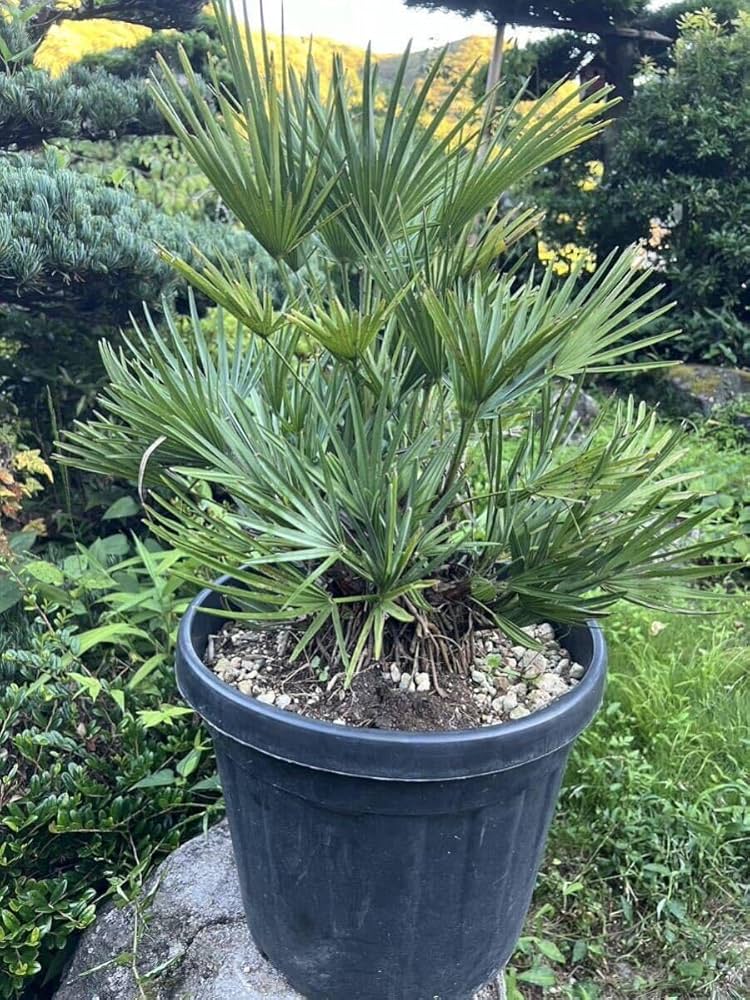 Amazon.co.jp: マルチヘッド 根鉢 シルバーグリーン チャメロプス