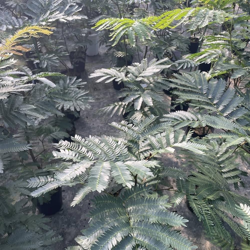 Amazon｜エバーフレッシュ 7号 観葉植物 S字 インテリア おしゃれ 大型