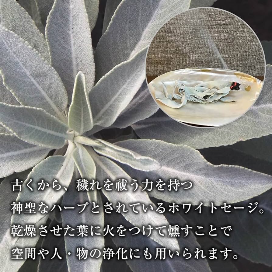 Amazon | 無農薬 ホワイトセージ 枝付き (クラスター) 約100g