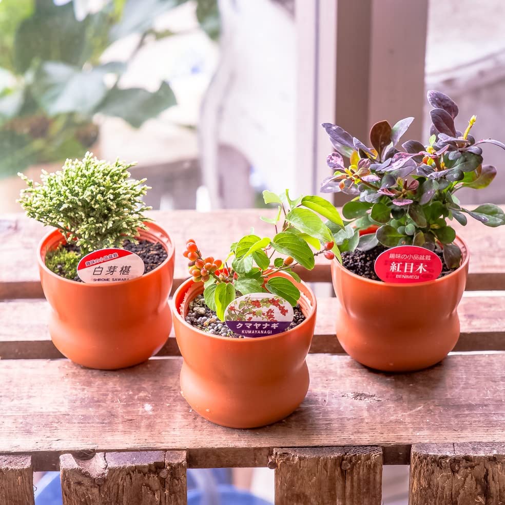 盆栽鉢 植木鉢 陶芸 園芸 盆栽 盆栽鉢植木鉢陶芸園芸盆栽