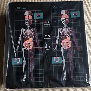 Amazon.co.jp: ポルノグラフィティ 人体模型 プラモデル 模型 : おもちゃ