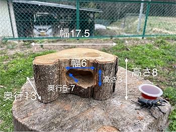 クワリウム 特大サイズ シェルター 登り木 エサ台 Amazon.co.jp