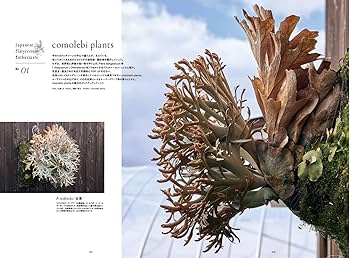 INDOOR JUNGLE（インドアジャングル） No.02 ビカクシダ現象 | INDOOR