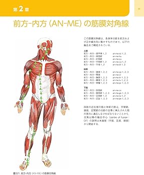 Amazon.co.jp: 筋膜マニピュレーション 実践編 レベル2原著第2版