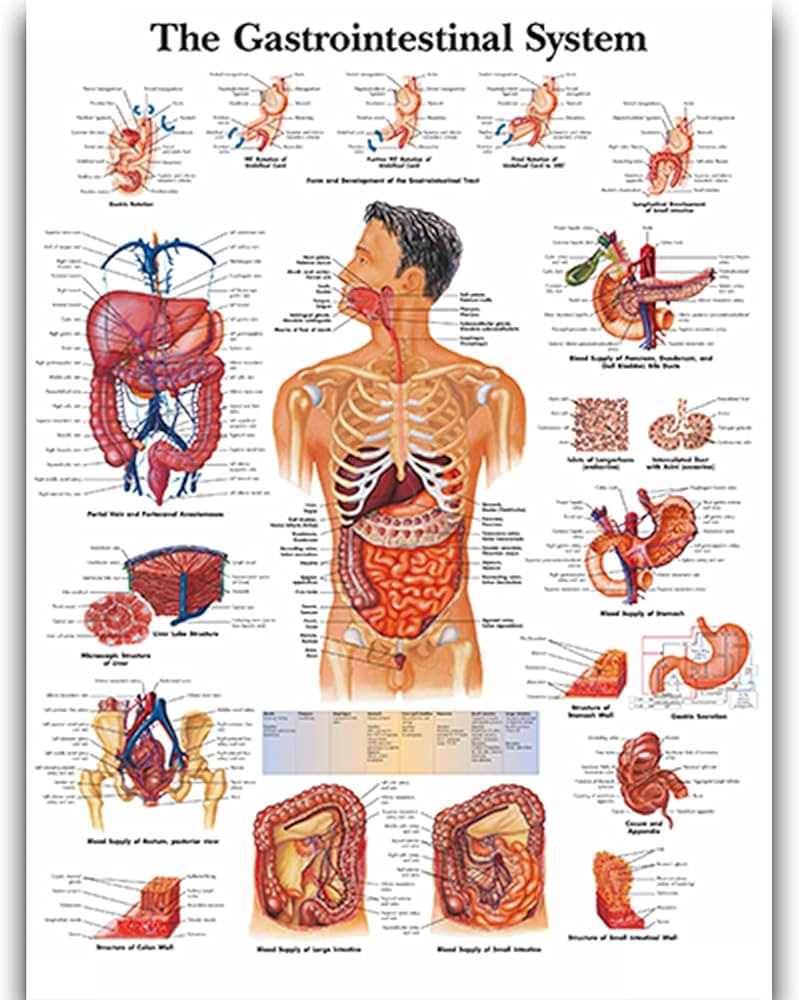 Amazon.co.jp: 2パック医学教育ポスター、人体臓器解剖骨格筋教室研究