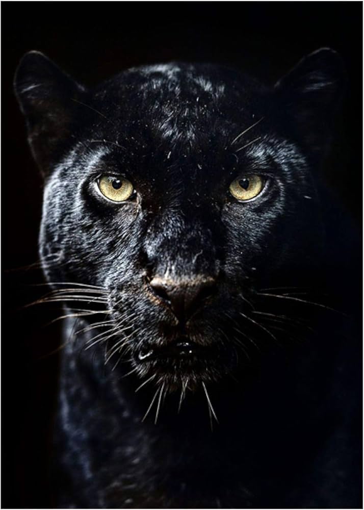 Amazon.co.jp: ブラックパンサー動物絵キャンバスポスターと版画壁