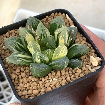 Amazon｜多肉植物 ハオルチア オブツーサ錦 花水晶｜観葉植物