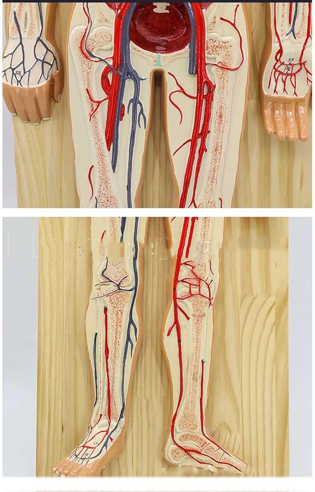 Amazon.co.jp: 人間の血液循環系モデル - 医師の解剖学研究のための 55