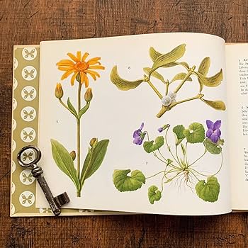 Amazon.co.jp: ドイツの古い植物図鑑(HEILPFLANZEN)/アンティーク