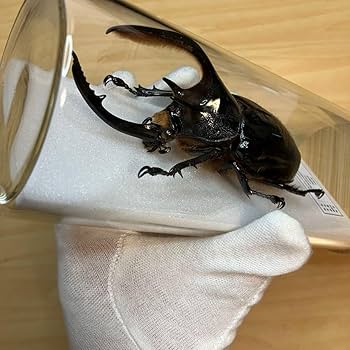 Amazon.co.jp: 昆虫標本ネプチューンオオカブト ガラスケース入り