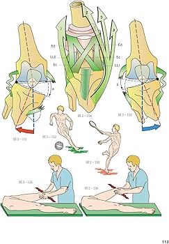 カパンジー機能解剖学 II 下肢 原著第7版 | A.I.Kapandji, 塩田 悦仁