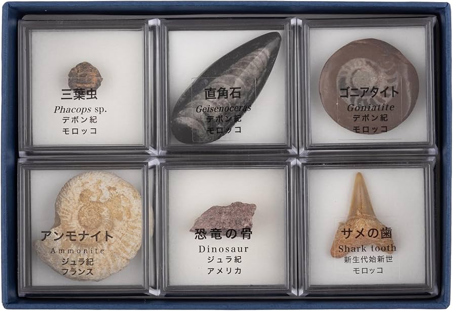 Amazon | 大江理工社(Oherikosha) ブック型標本セット 示準化石6種