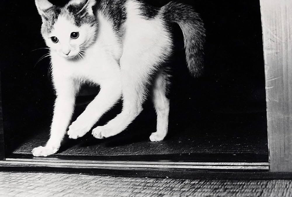 サスケ | 深瀬昌久 |本 | 通販 | Amazon