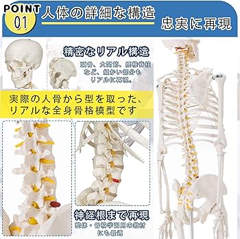 Amazon.co.jp: SUDOO 骨模型 全身 等身大 人体模型 170cm 骨格模型 高