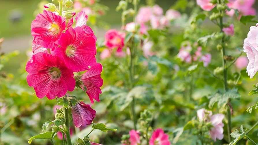 Amazon | 【美容室専売品】オ_ジュア AL アルティール シャンプー