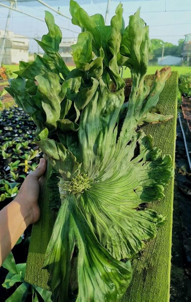 Amazon.co.jp: P.wandae dwarf⑤ @bikamori.com ワンダエドワーフ