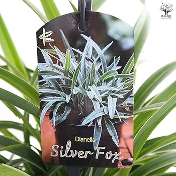 Amazon.co.jp: ITANSE ディアネラ (キキョウラン) シルバー