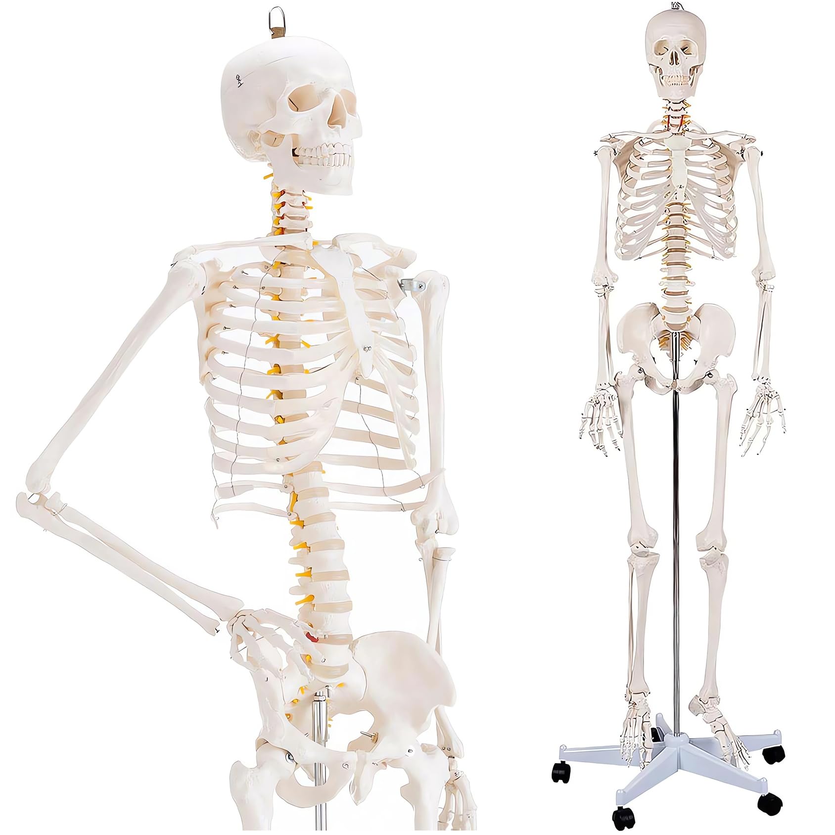 Amazon.co.jp: SUDOO 骨模型 全身 等身大 人体模型 170cm 骨格模型 高