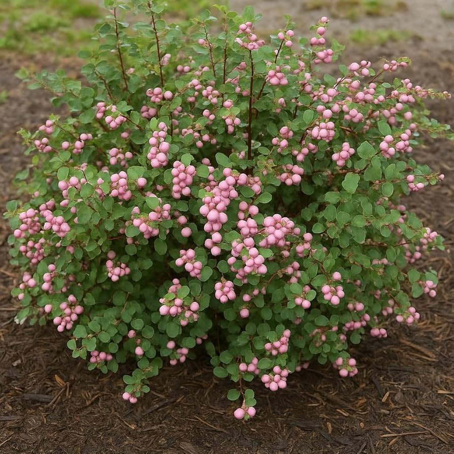 Amazon.com : Coralberry Seedlings for Planting - Amazing Color for