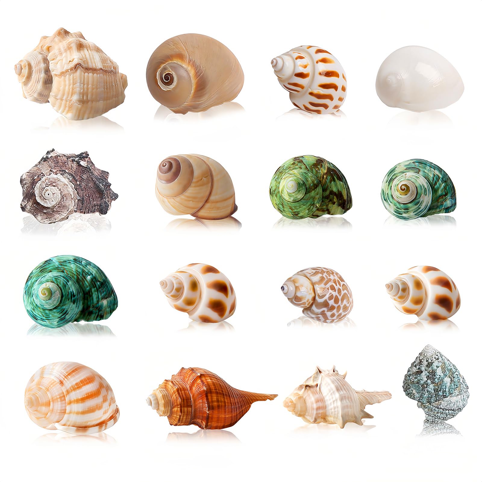 Amazon.com: 16PCS Hermit Crab Shells Medium Small | Sea Conch Size
