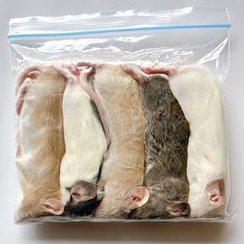 Amazon | 冷凍ラット ホッパー S (50g x 5匹入り) 国産 | 冷凍ラット