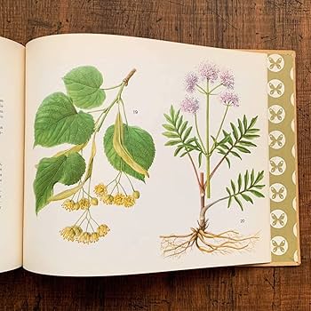 1926年]ドイツの古い植物図鑑/植物画 ボタニカルアート アンティーク