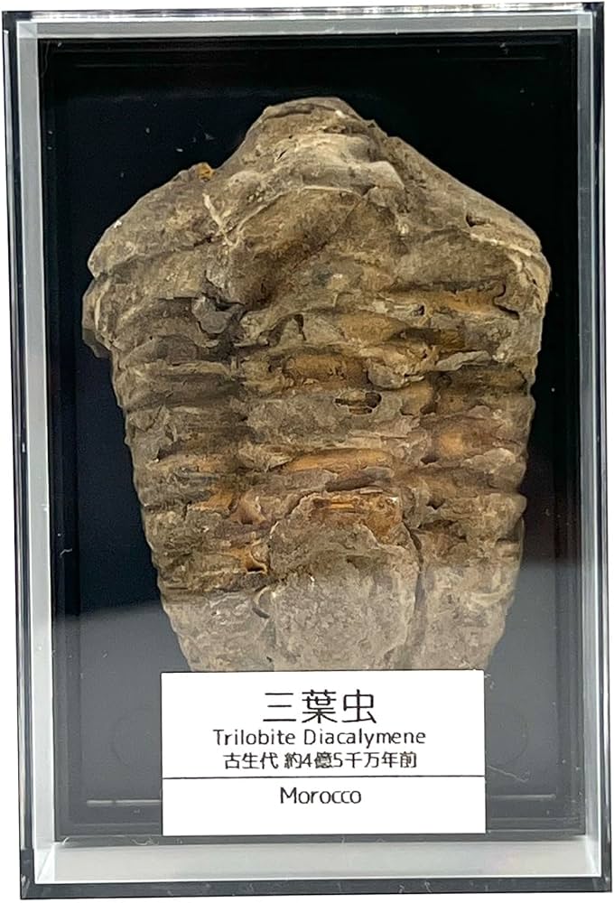 Amazon | つくしサイエンス 三葉虫 化石 恐竜 本物 古生代 モロッコ産