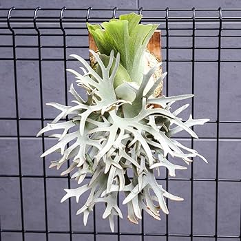 Amazon.co.jp: P.willinckii OMG 胞子 ビカクシダ Super Dwarf 05