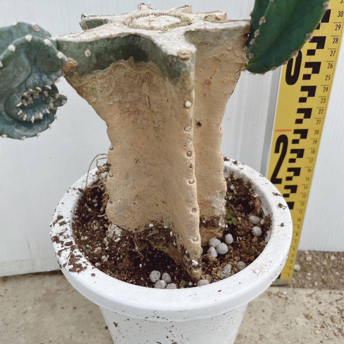 Amazon.co.jp: 柱サボテンブランチ 約7号 大型大株 多肉植物 鬼面角