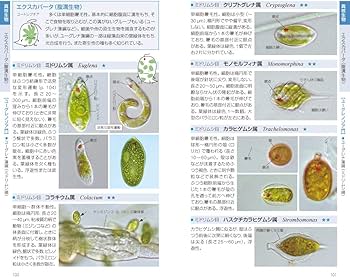 プランクトンハンドブック 淡水編 | 中山 剛, 山口 晴代 |本 | 通販