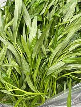 71rXLtMlIrL._AC_UF350,