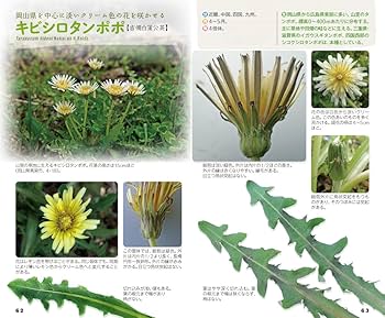 タンポポハンドブック | 保谷 彰彦 |本 | 通販 | Amazon