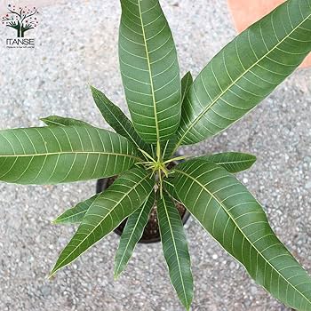 Amazon.co.jp: マンゴーの苗木 品種:マハチャノック 6号硬質ポット 2