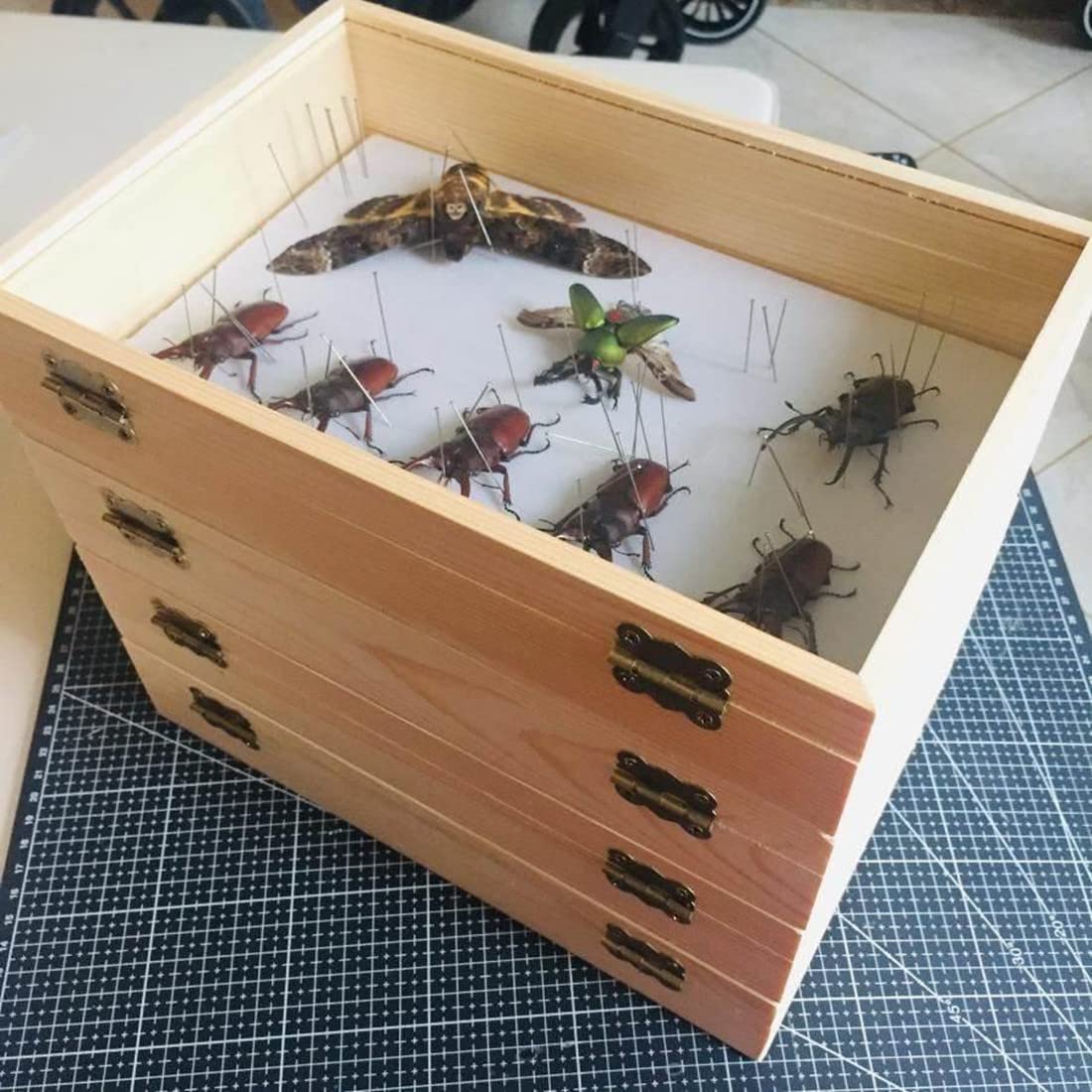 Amazon | 標本箱透明昆虫蝶標本箱 昆虫標本展示ボックス 蝶園作り