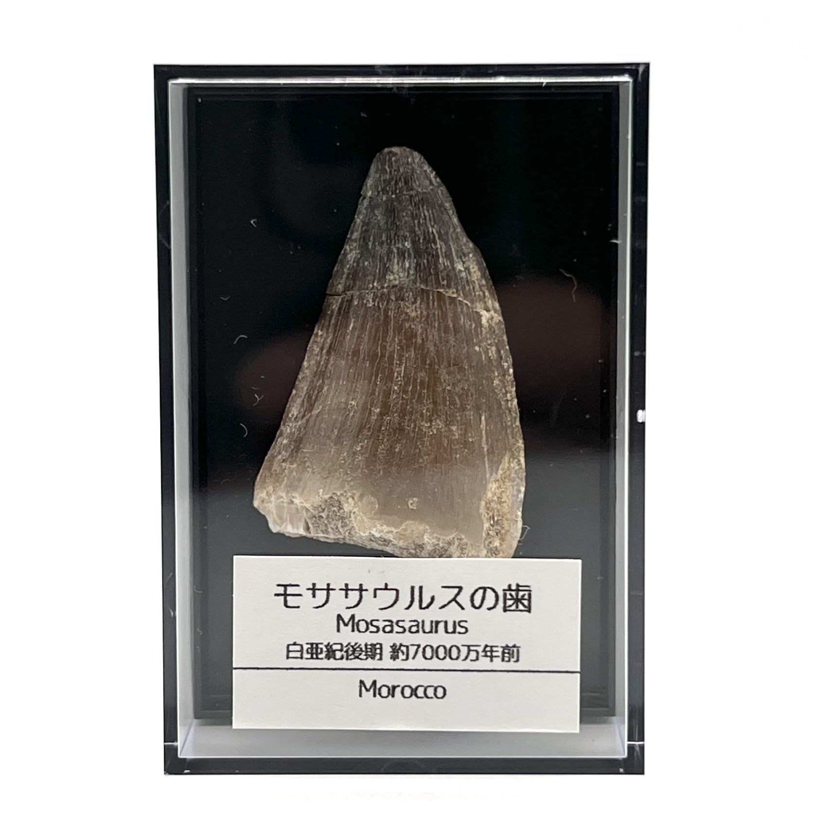 Amazon | つくしサイエンス モササウルスの歯 約35mm 化石 標本ケース