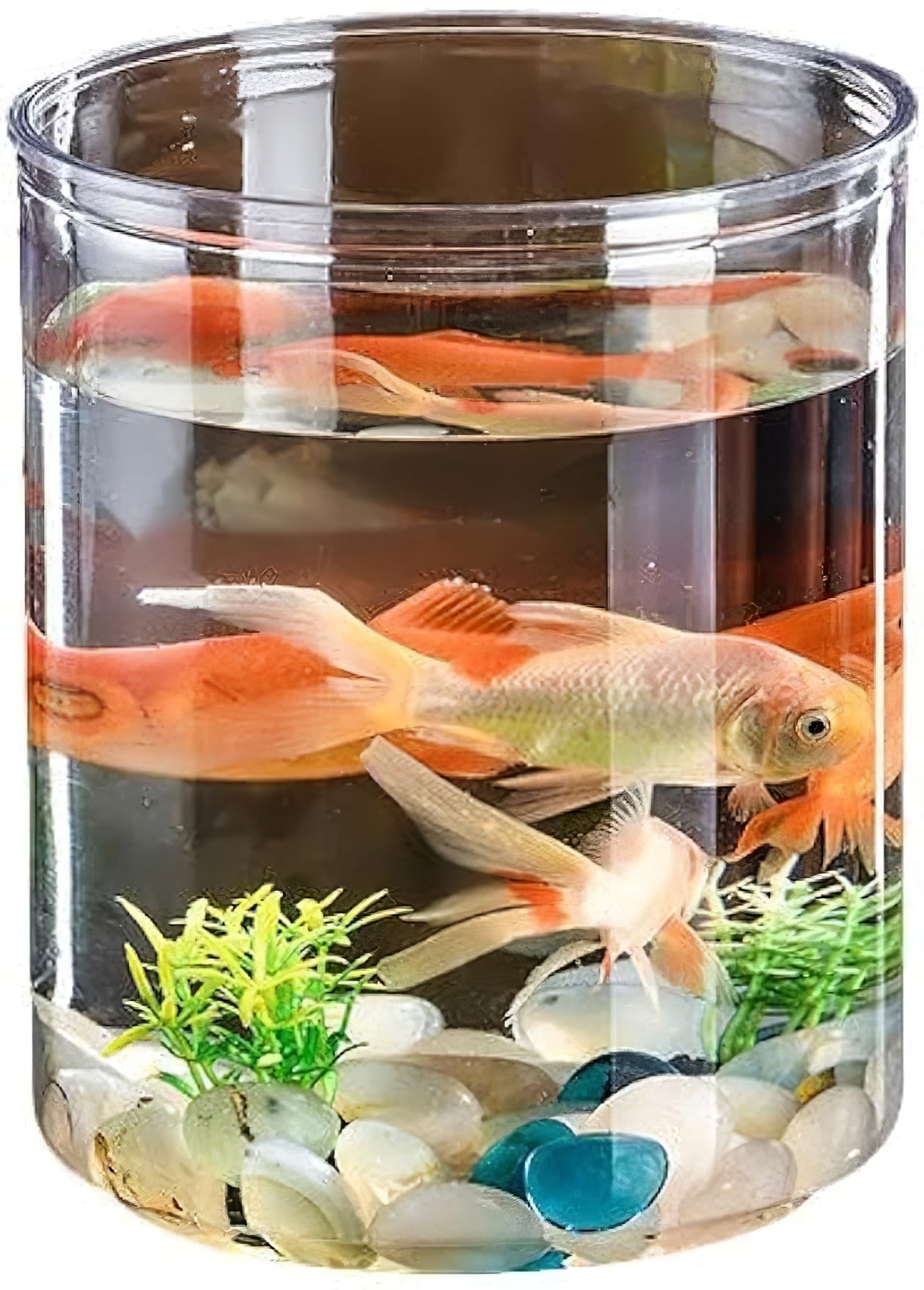 Amazon | AYAGANES 金魚鉢 金魚ボウル 水槽 防爆金魚鉢 アクアリウム