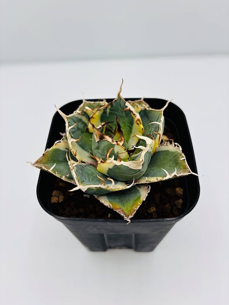 Amazon｜アガベ チタノタ 白鯨 (ハクゲイ)/ Agave titanota 'White