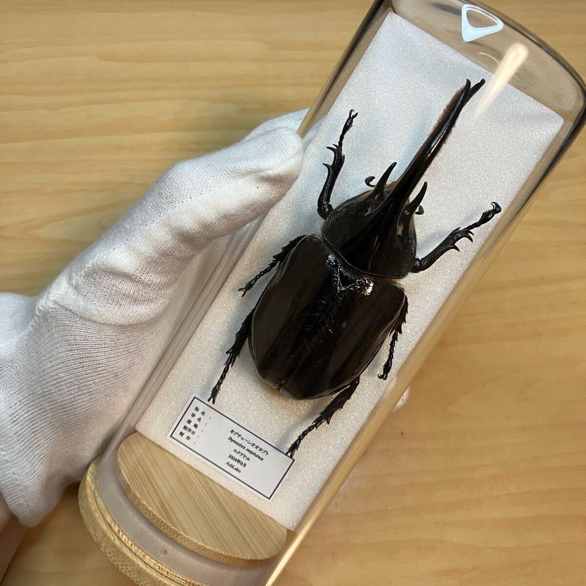 Amazon.co.jp: 昆虫標本ネプチューンオオカブト ガラスケース入り