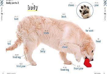 いぬたん いぬの英単語 | ジャパンタイムズ |本 | 通販 | Amazon