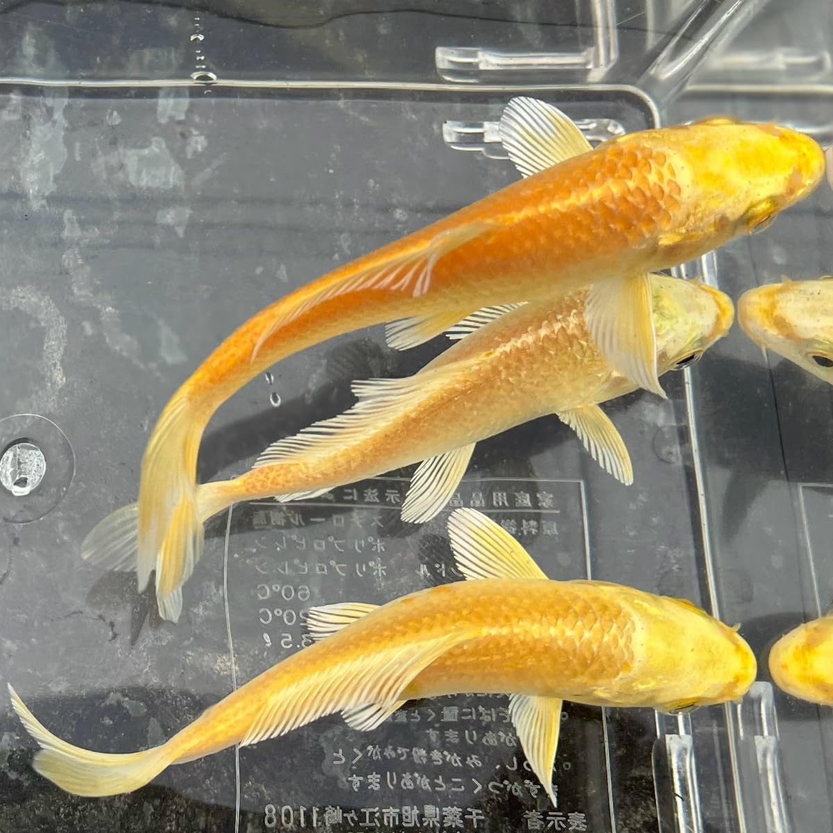 Amazon | （錦鯉）黄金（1匹） 【生体】 | 川村淡水魚販売 | 観賞魚