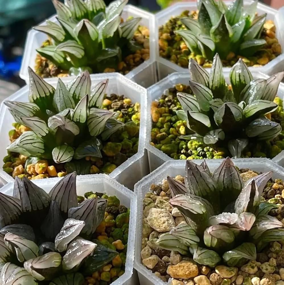 Amazon｜アトロフスカミュータント 多肉植物 観葉植物 ハオルチア