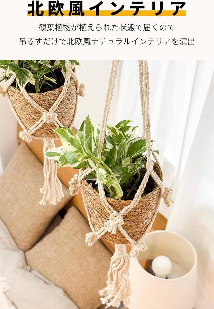 Amazon｜[ miipas ] ポトス エンジョイ 観葉植物 吊り下げ ハンギング