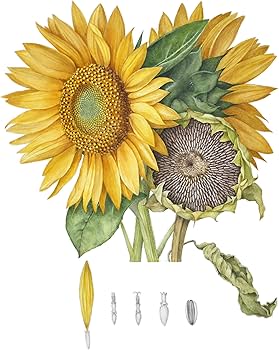 自分時間を楽しむ花の細密画 (フレンチスタイルのボタニカルアート