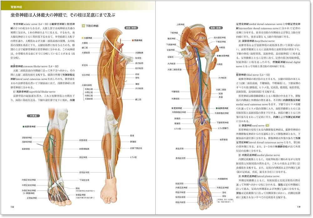 カラー図解 人体の正常構造と機能〈9〉神経系(2)【改訂第4版】 | 久野