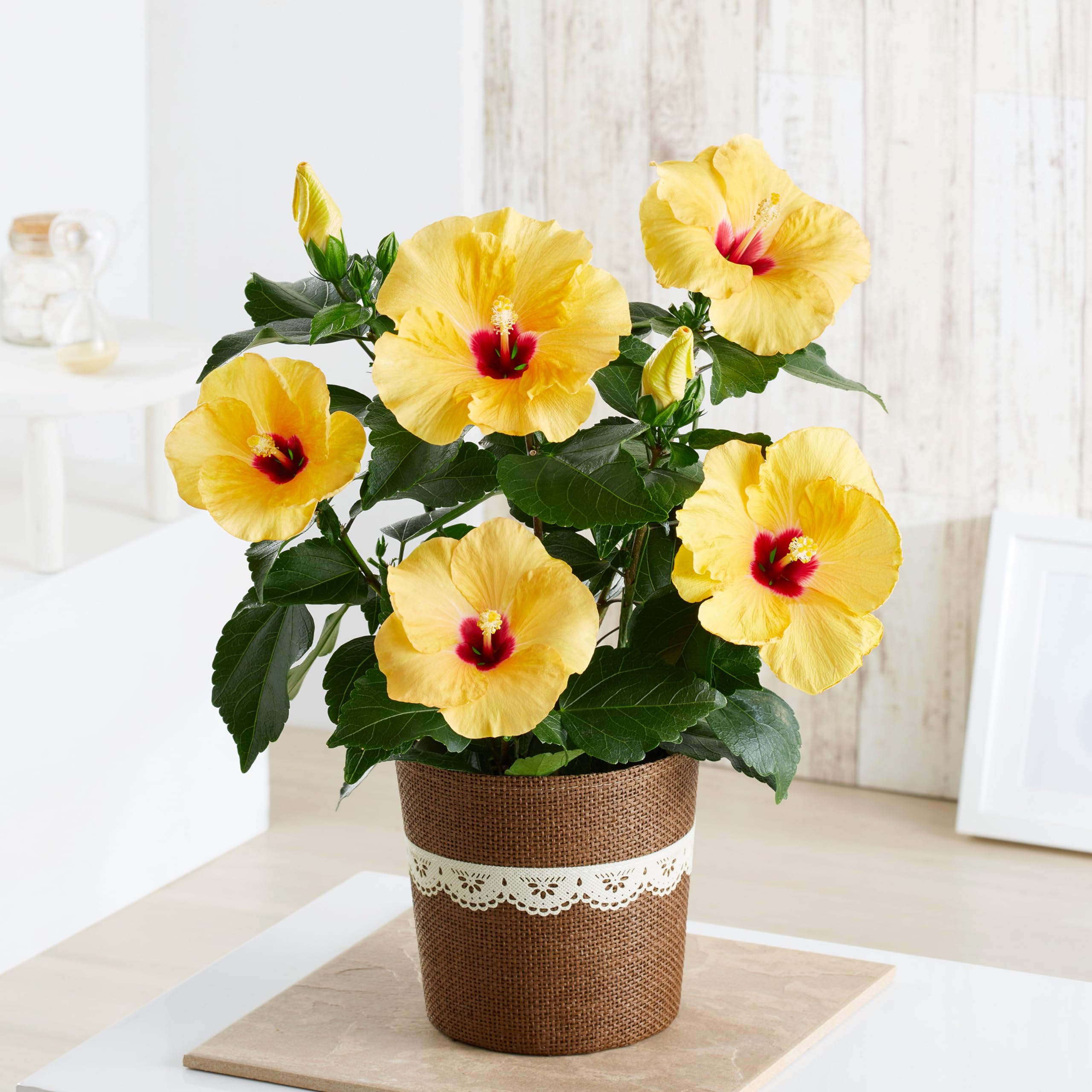 Amazon.co.jp: 母の日ギフト ハイビスカス アドニスイエロー 鉢植え 5