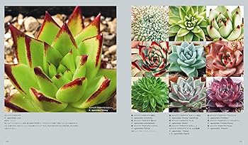 多肉植物全書 All about SUCCULENTS | パワポン・スパナンタナーノン