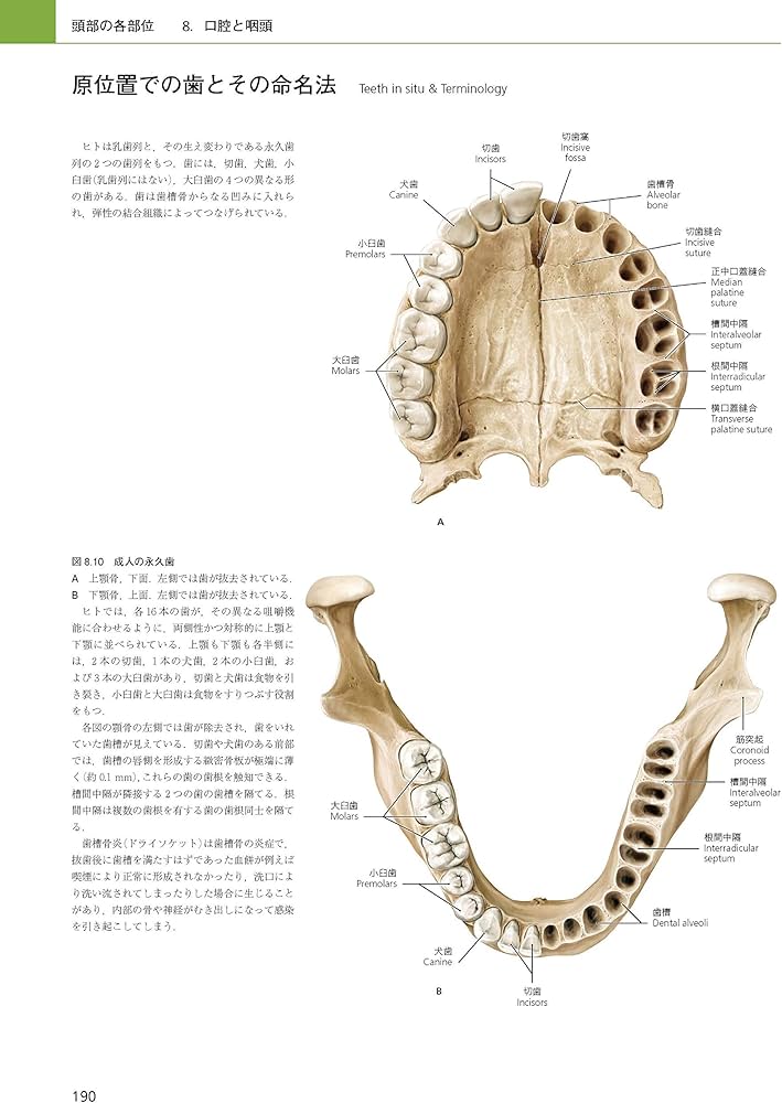 81tinEZFNeL._AC_UF1000,